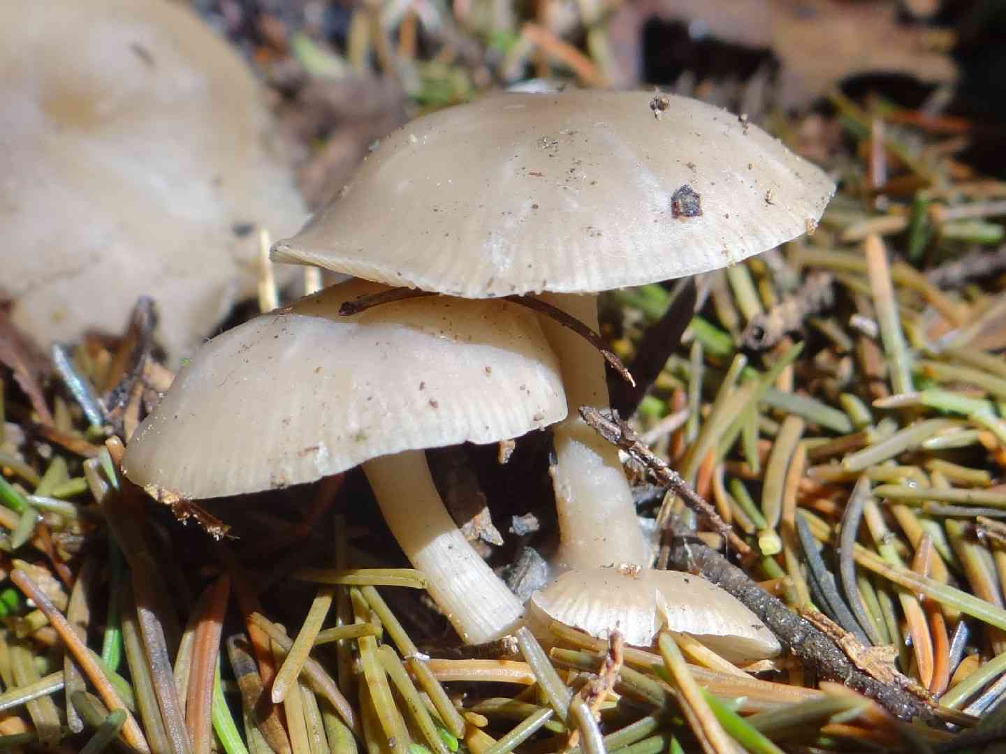 Fragrant funnel