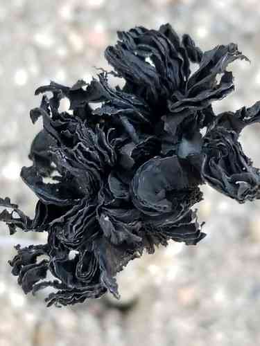 Montagnea arenaria (Montagnea arenaria) thumbnail 3