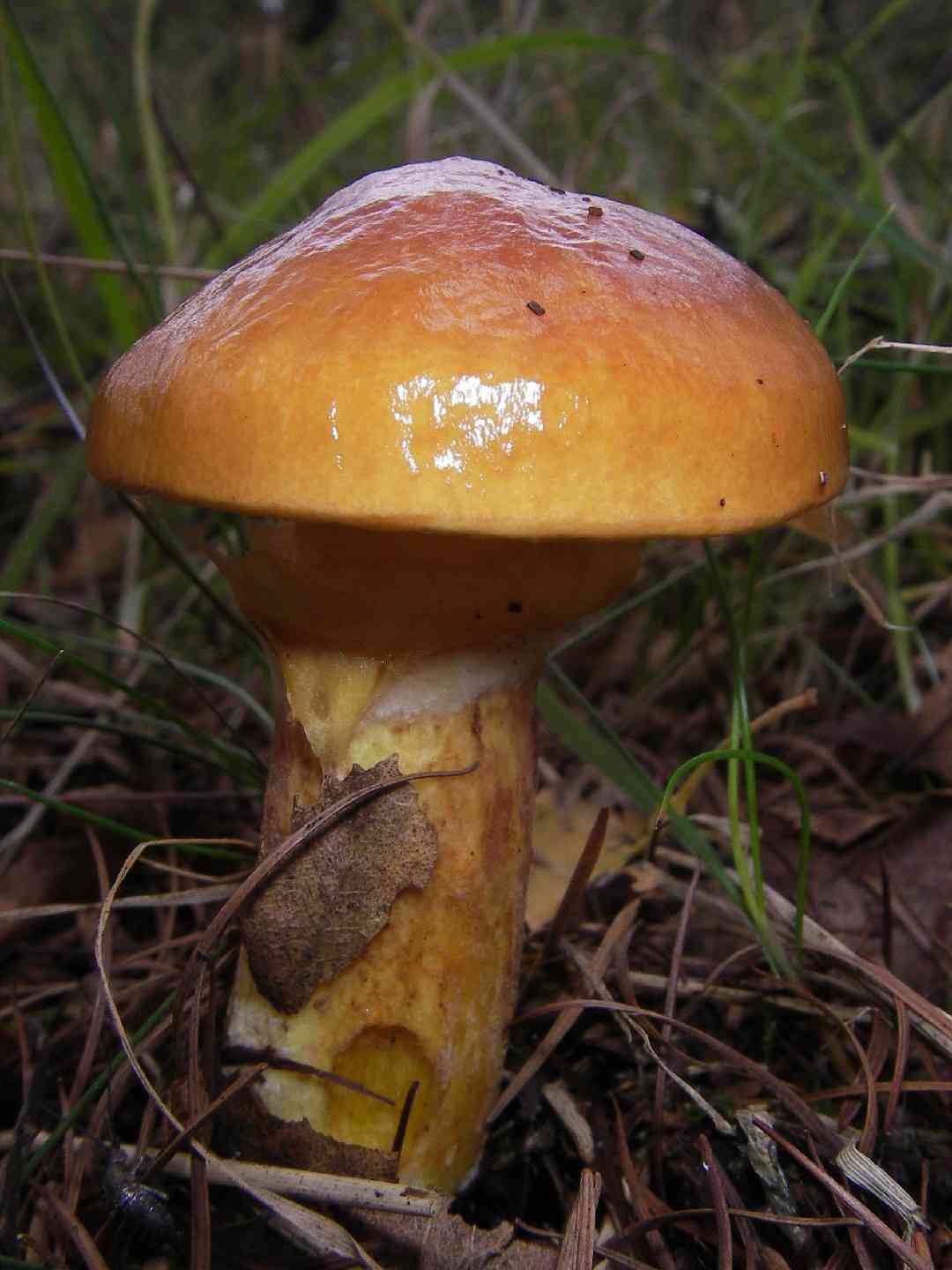 Larch bolete