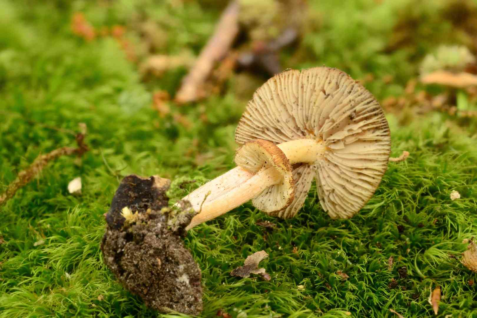 Fleecy fibrecap (Inocybe flocculosa) thumbnail 2