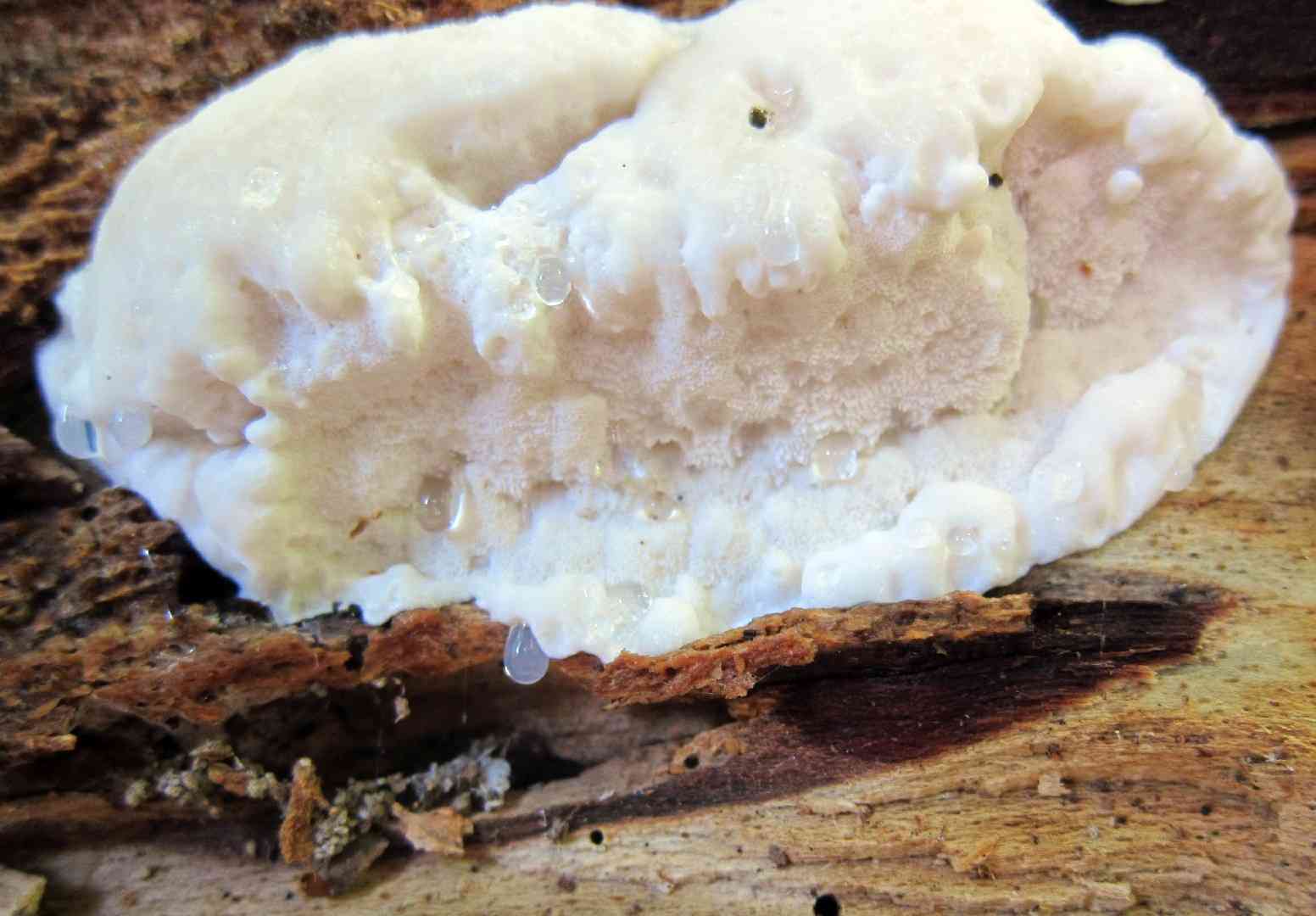 Bitter bracket (Postia stiptica) thumbnail 2