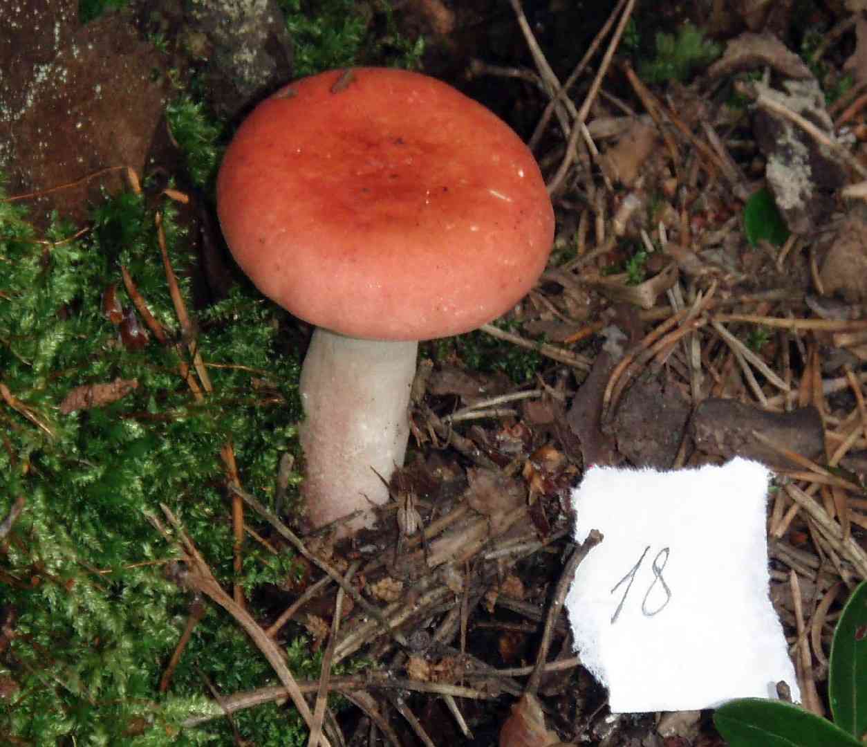 Russula roseipes (Russula roseipes) thumbnail 2
