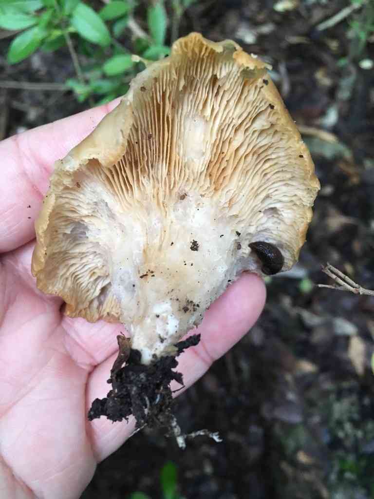 Shoehorn oyster (Hohenbuehelia petaloides) thumbnail 2