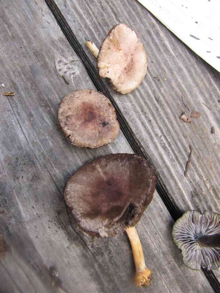 Agaricus micromegethus (Agaricus micromegethus) thumbnail 2