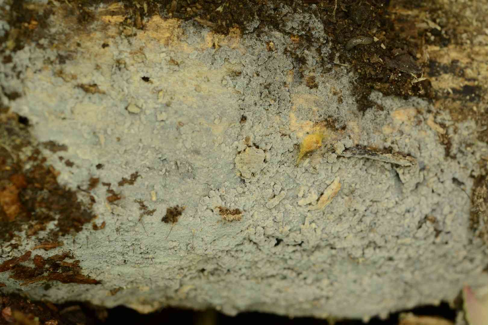 Botryobasidium candicans (Botryobasidium candicans) thumbnail 2