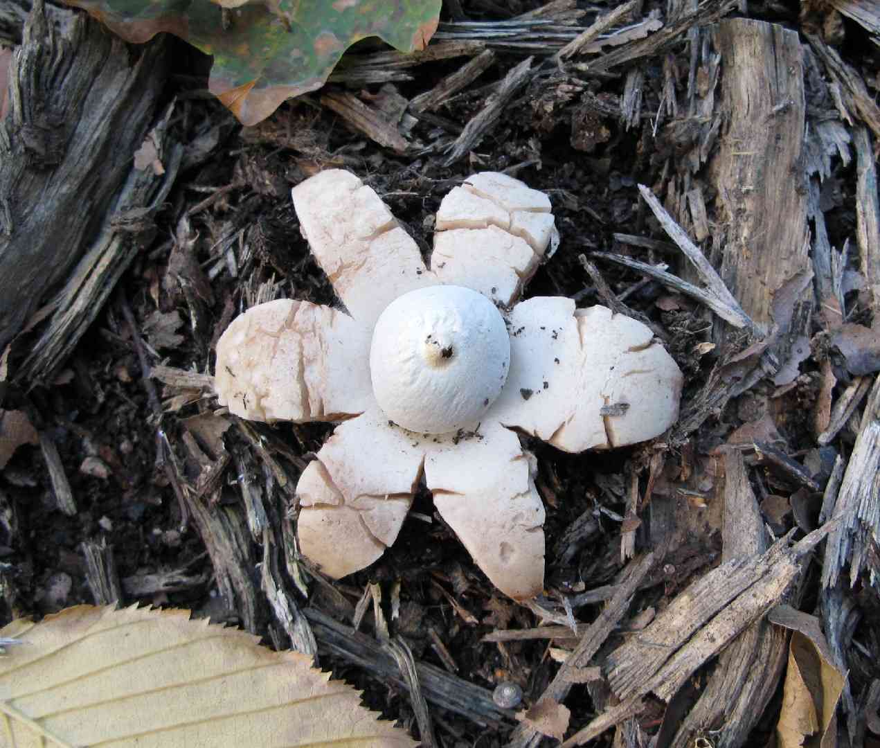 Fringed earthstar (Geastrum fimbriatum) thumbnail 3