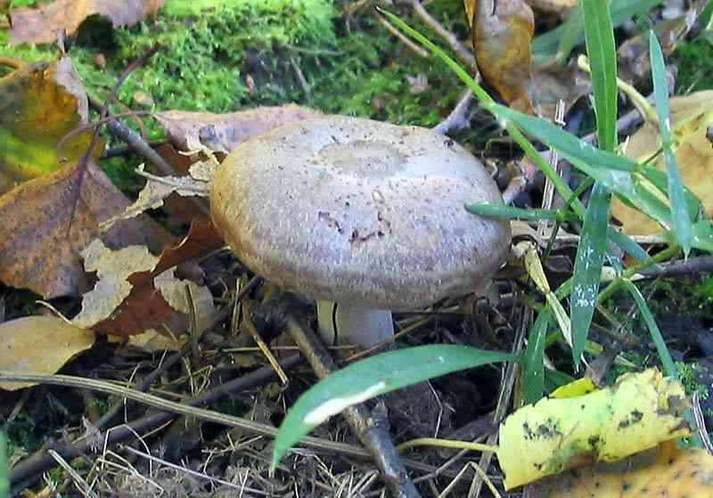 Lactarius flexuosus (Lactarius flexuosus) thumbnail 2