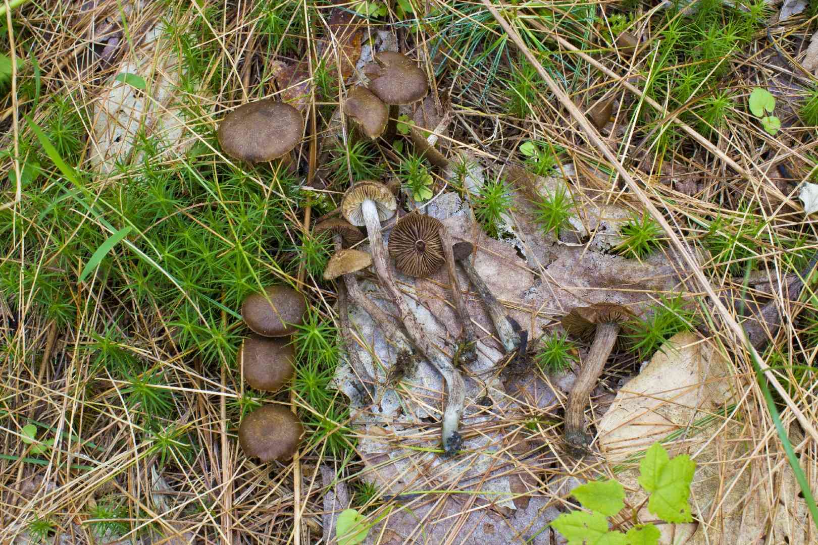 Greenfoot fibrecap (Inocybe calamistrata) thumbnail 3