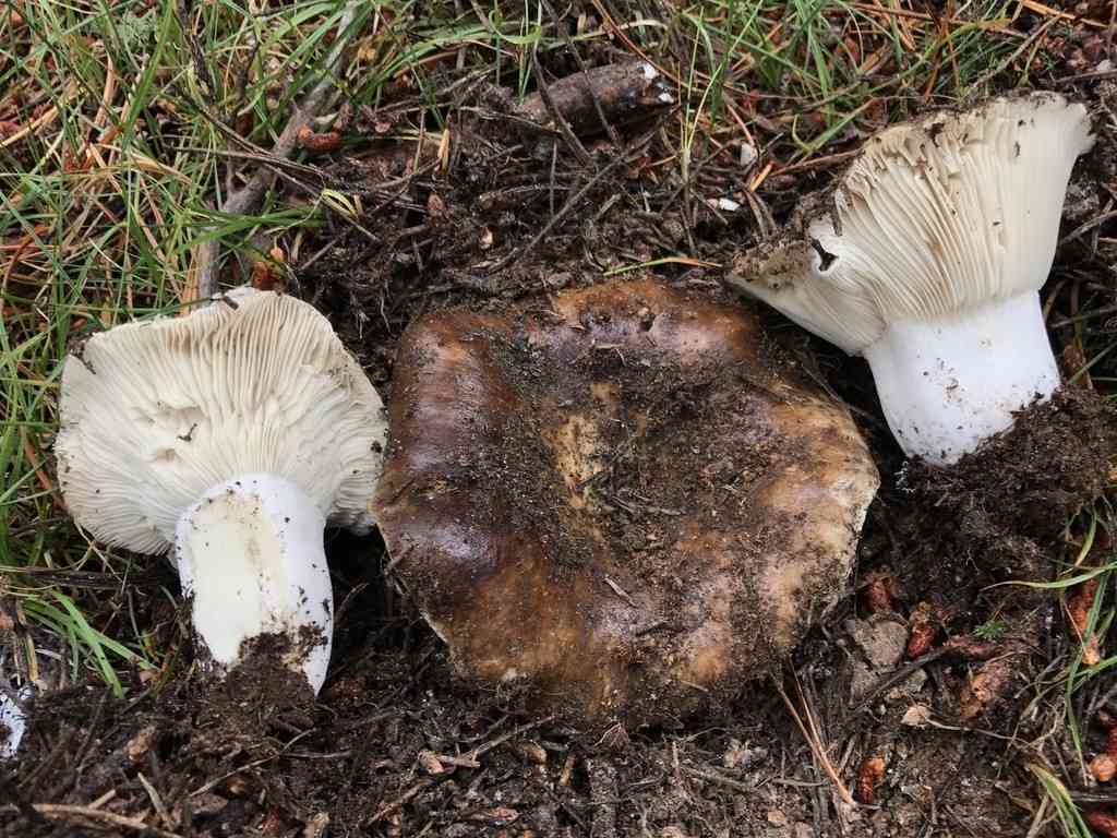 Reddening russula (Russula densifolia) thumbnail 3