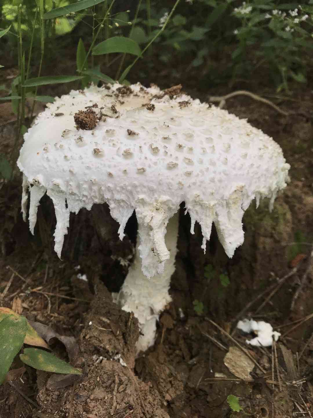 Amanita cinereopannosa (Amanita cinereopannosa) thumbnail 3