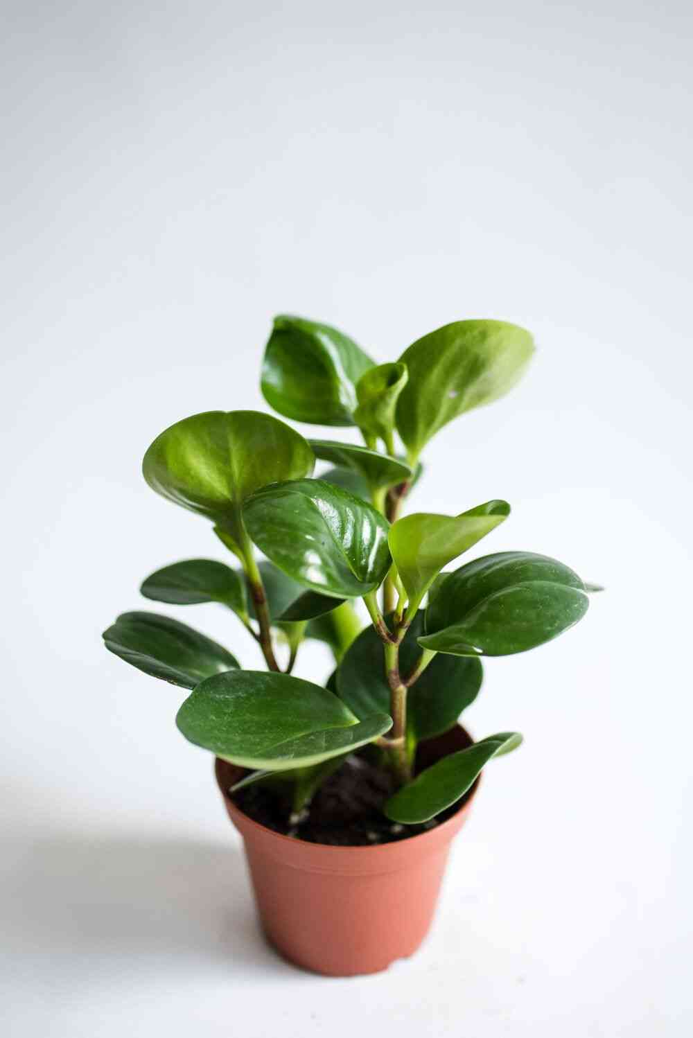 Baby rubber plant