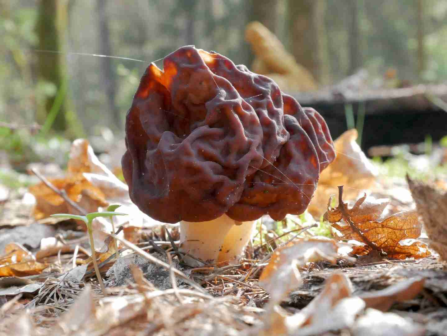 False morel