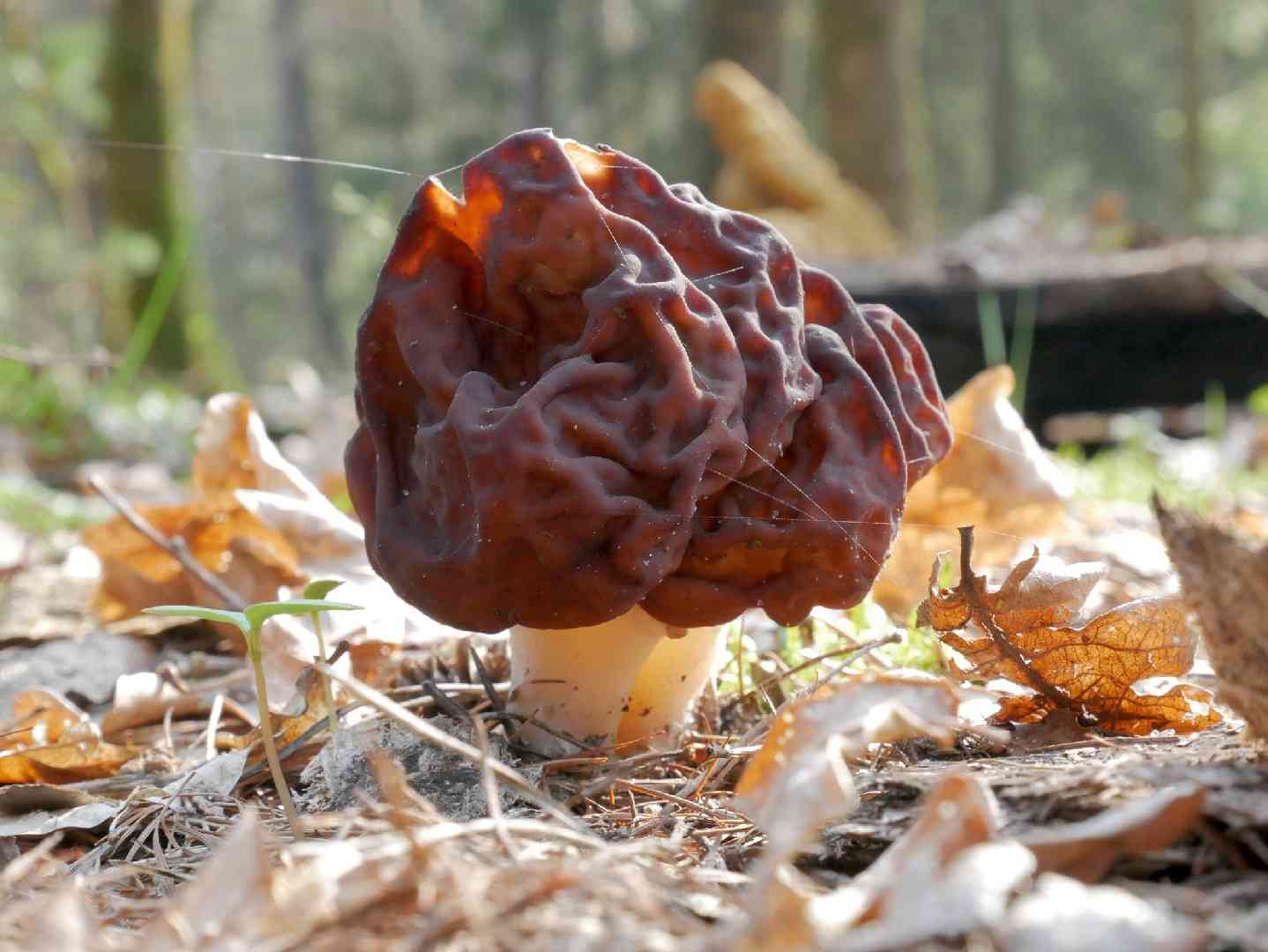 False morel