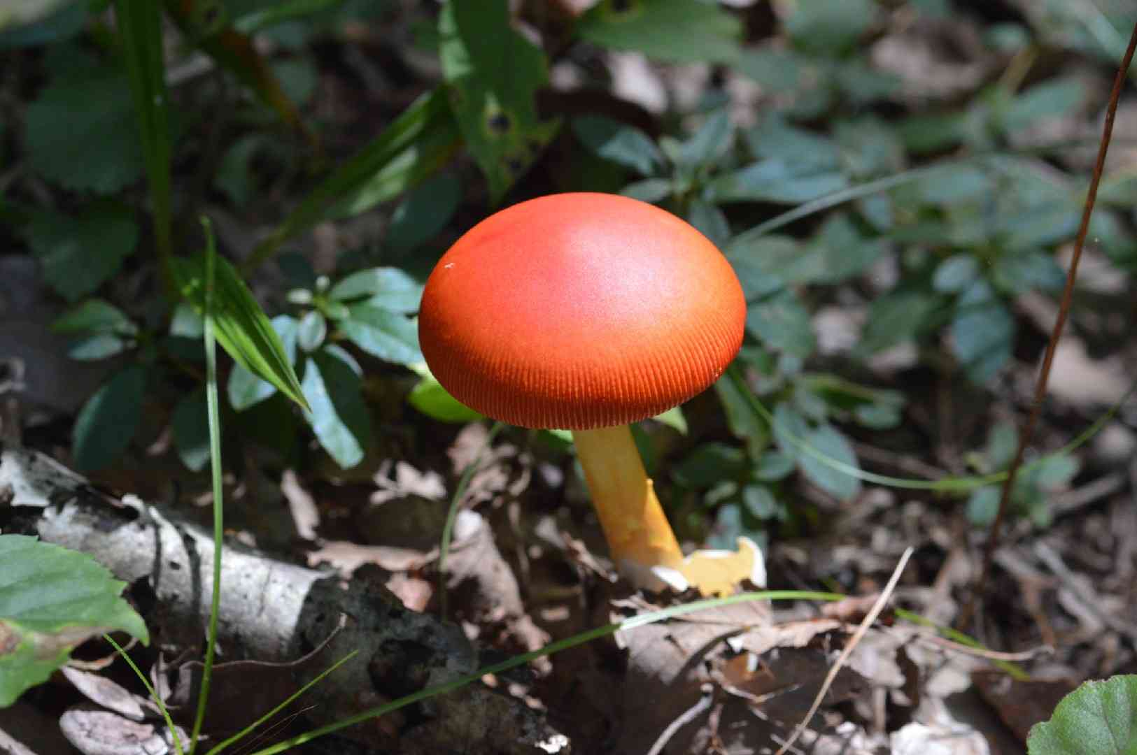 Amanita caesareoides