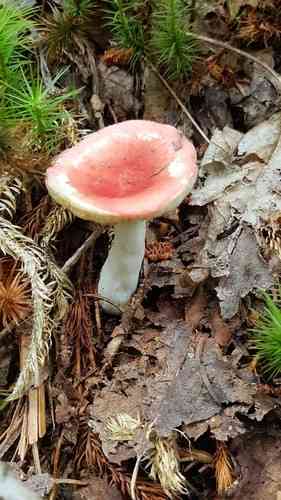 Creamy russula (Russula cremoricolor) thumbnail 2