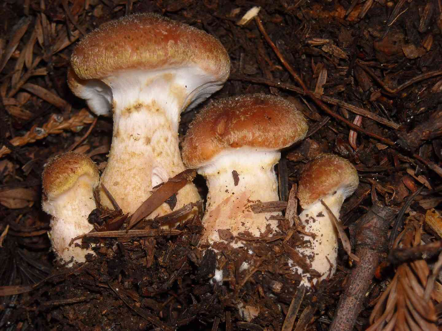 Honey mushroom (Armillaria sinapina) thumbnail 1