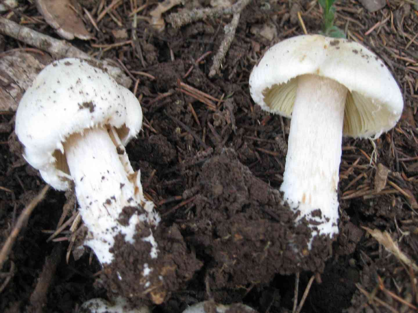 Deadly fibercap (Inocybe erubescens) thumbnail 2