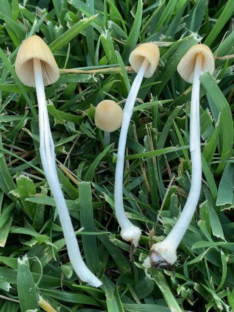 Milky conecap (Conocybe apala) thumbnail 2
