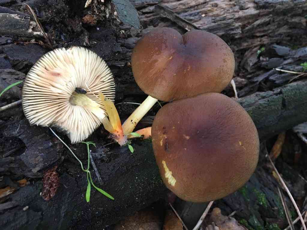 Goldleaf shield (Pluteus romellii) thumbnail 1