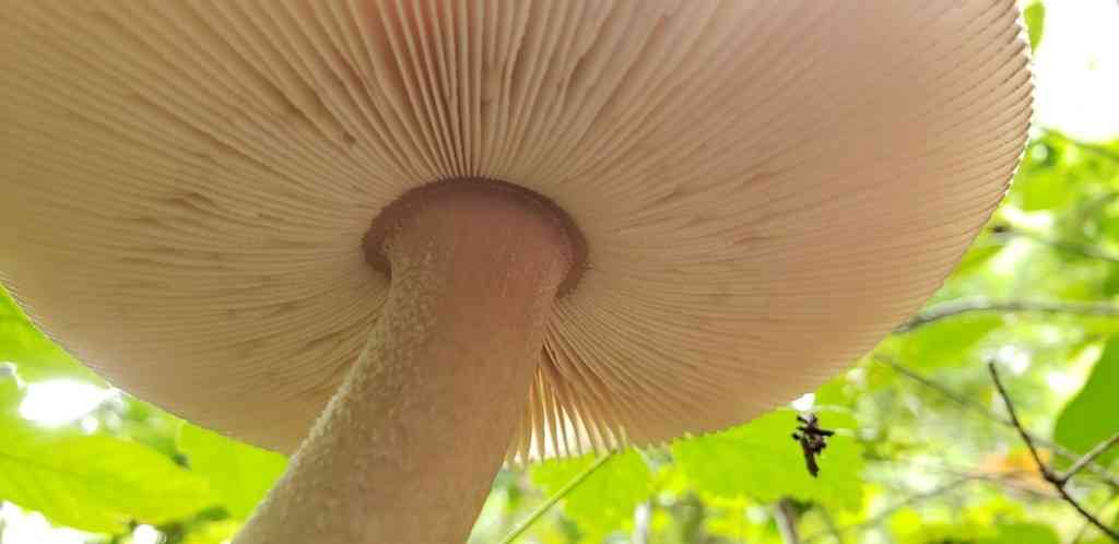 Western grisette (Amanita pachycolea) thumbnail 3