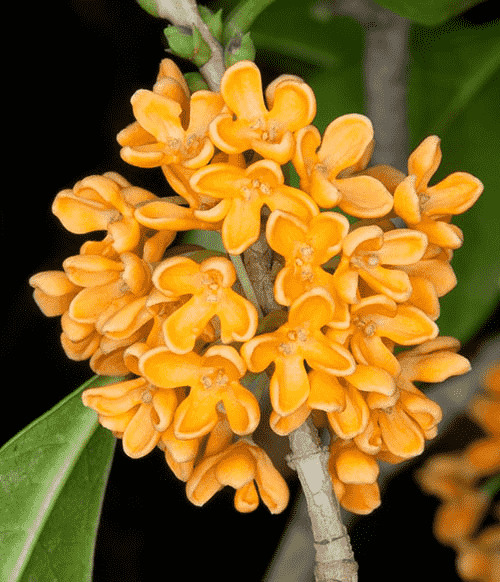 Sweet osmanthus