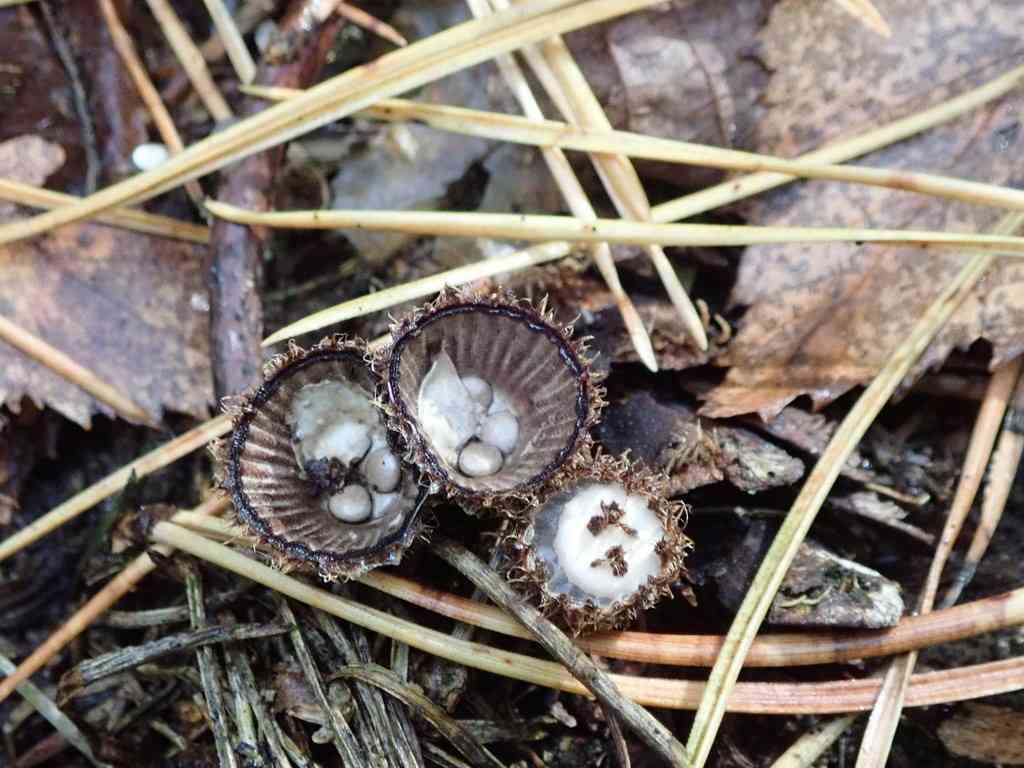 Fluted bird's nest