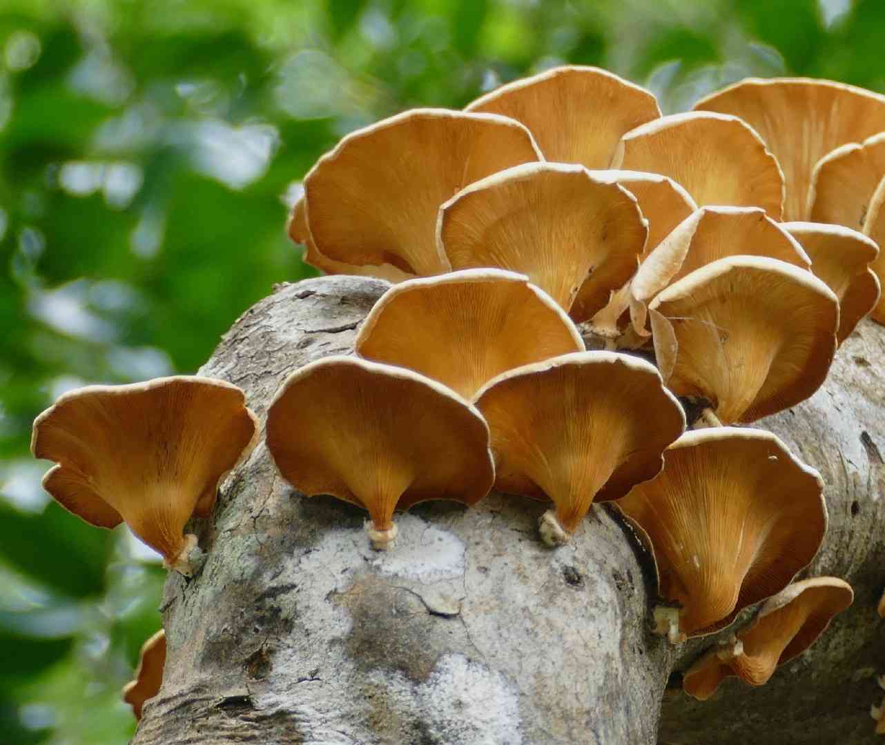 White-rot fungus (Lentinus sajor-caju) thumbnail 1