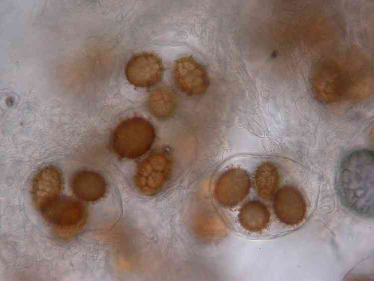 Bagnoli truffle (Tuber mesentericum) thumbnail 2