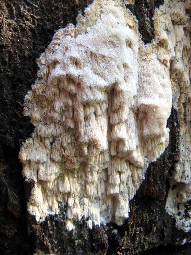 Antrodia heteromorpha (Antrodia heteromorpha) thumbnail 2