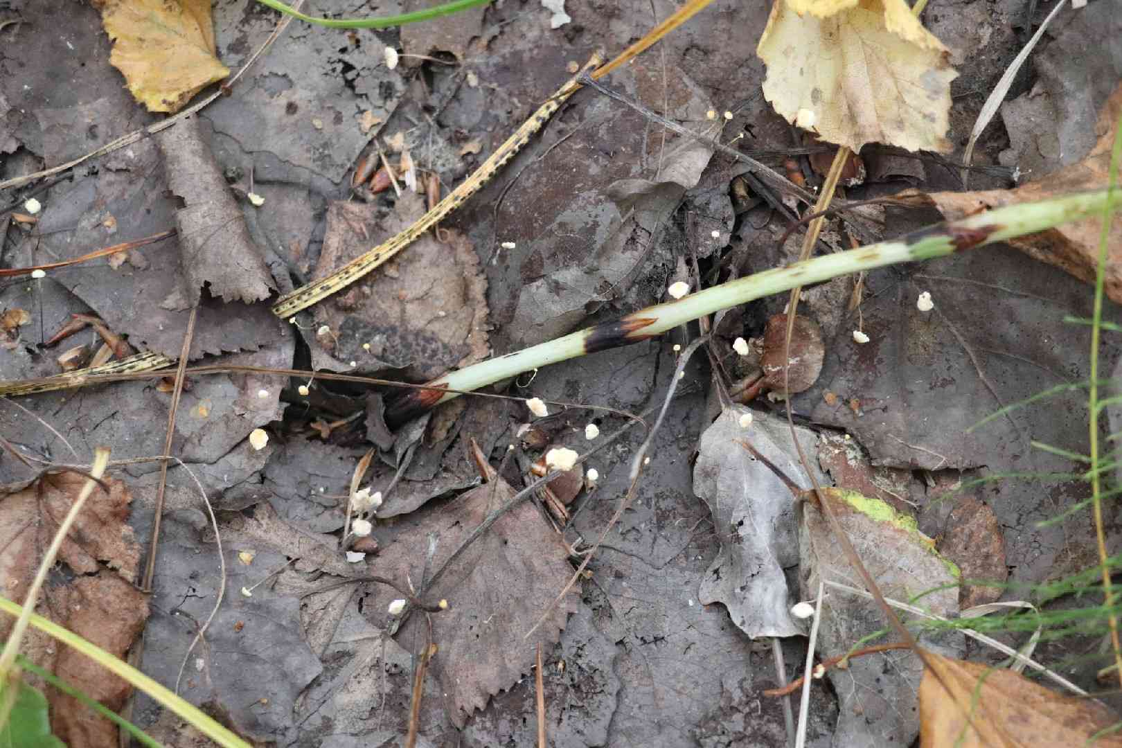 Ivy parachute (Marasmius epiphylloides) thumbnail 2