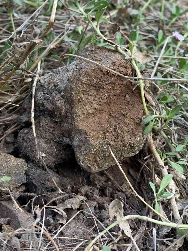 Dead man's foot (Pisolithus arhizus) thumbnail 3