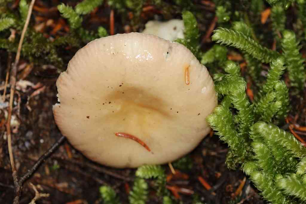 Pallid brittlegill (Russula raoultii) thumbnail 2
