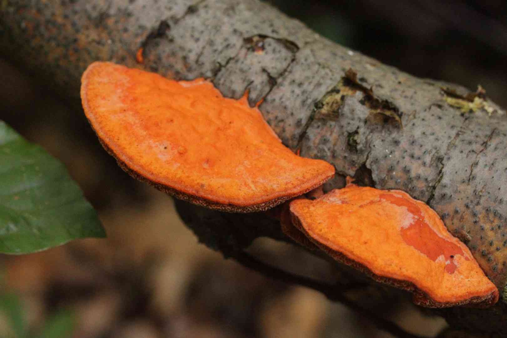 Cinnabar-red polypore