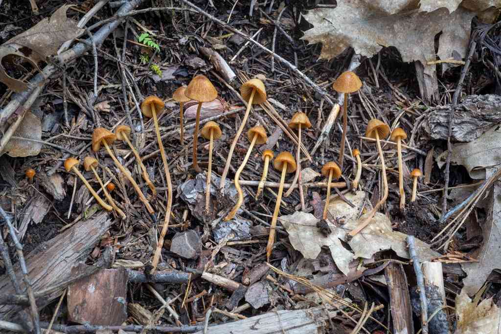 Conocybe semiglobata (Conocybe semiglobata) thumbnail 1