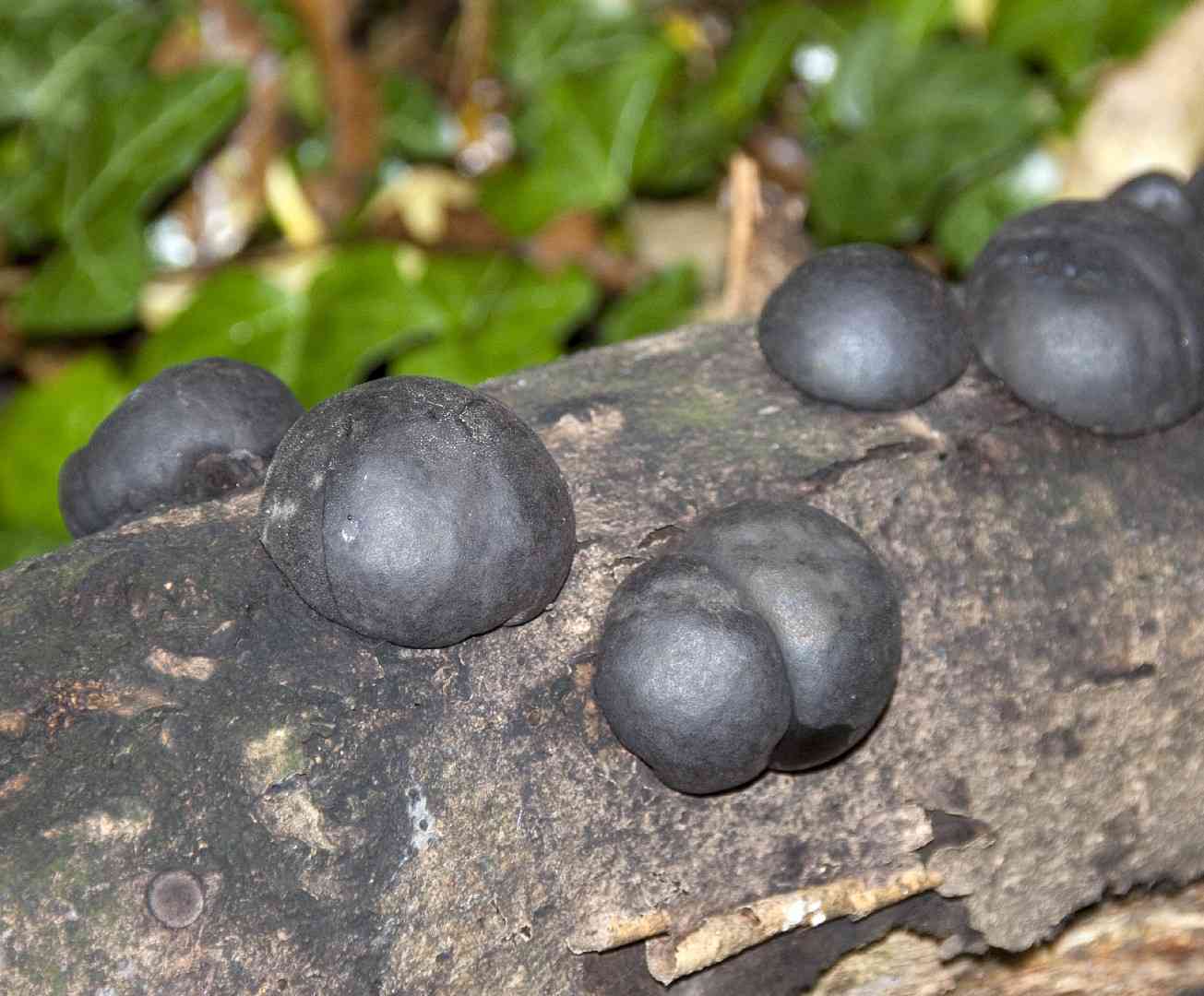 King Alfred's cake (Daldinia concentrica) thumbnail 3
