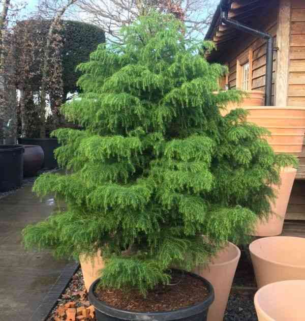 Japanese red cedar