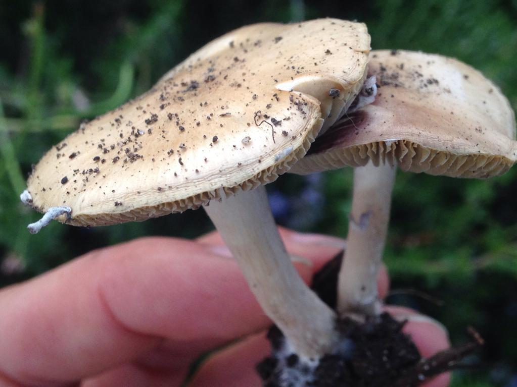 Psilocybe Ovoid thumbnail 2