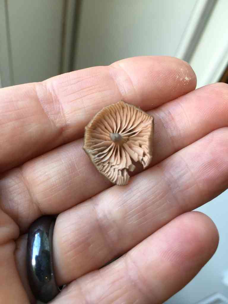 Entoloma lividocyanulum (Entoloma lividocyanulum) thumbnail 1