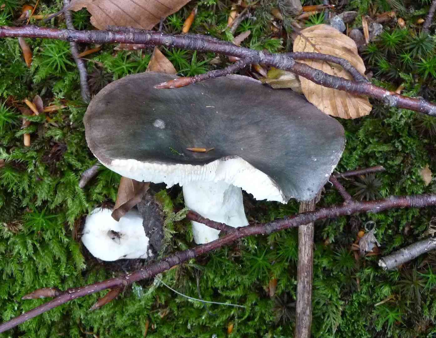 Charcoal burner (Russula cyanoxantha) thumbnail 2