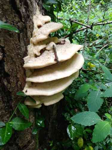 Northern tooth (Climacodon septentrionalis) thumbnail 3