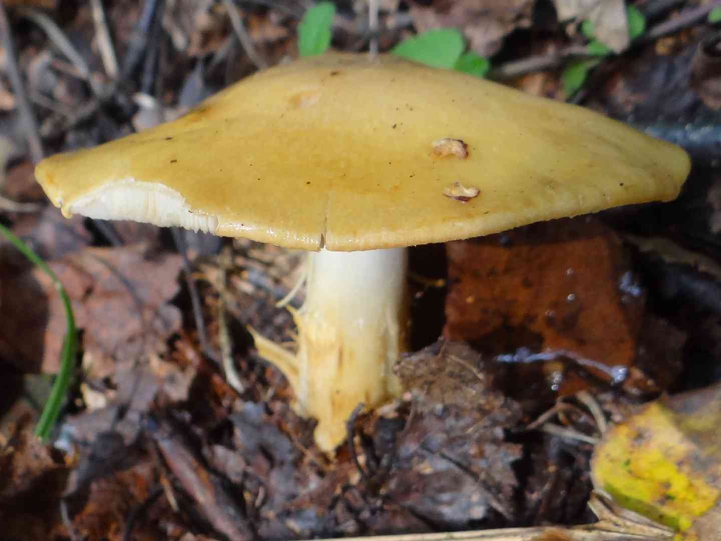 Cortinarius percomis (Cortinarius percomis) thumbnail 3
