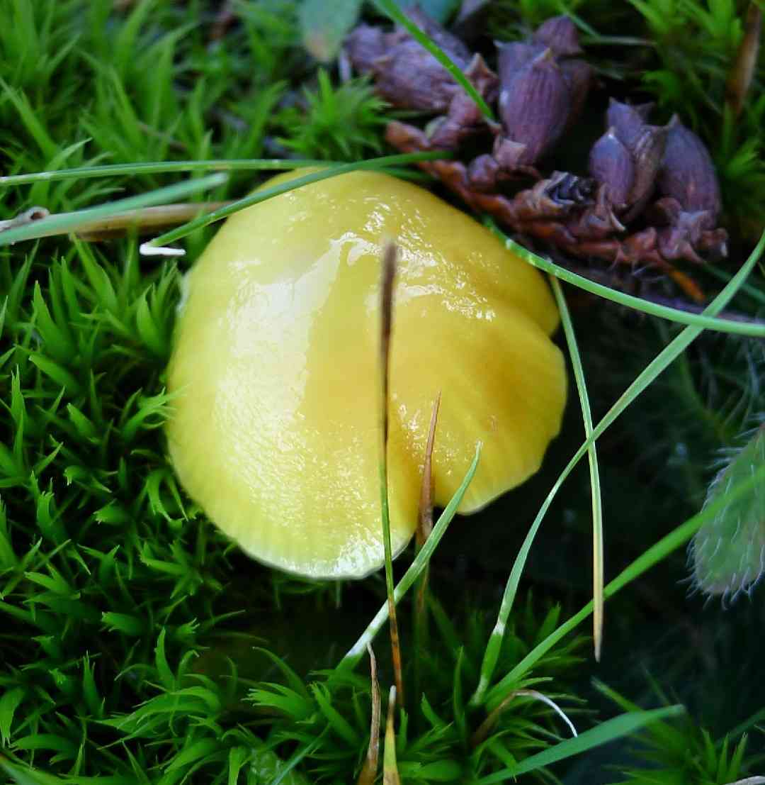 Glutinous waxcap