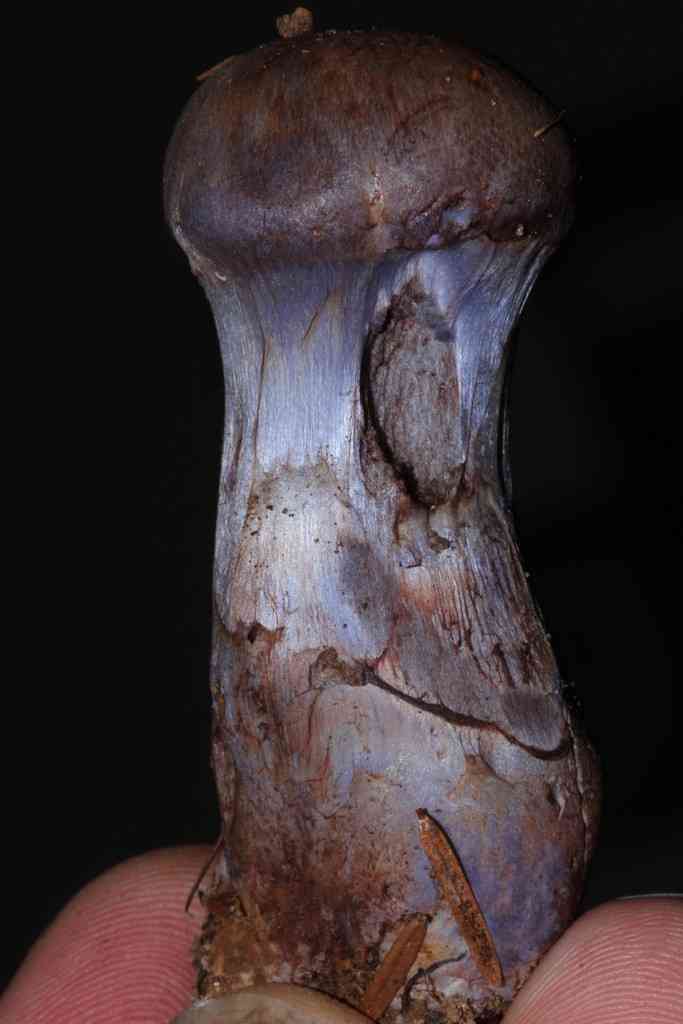 Blushing webcap (Cortinarius cyanites) thumbnail 2