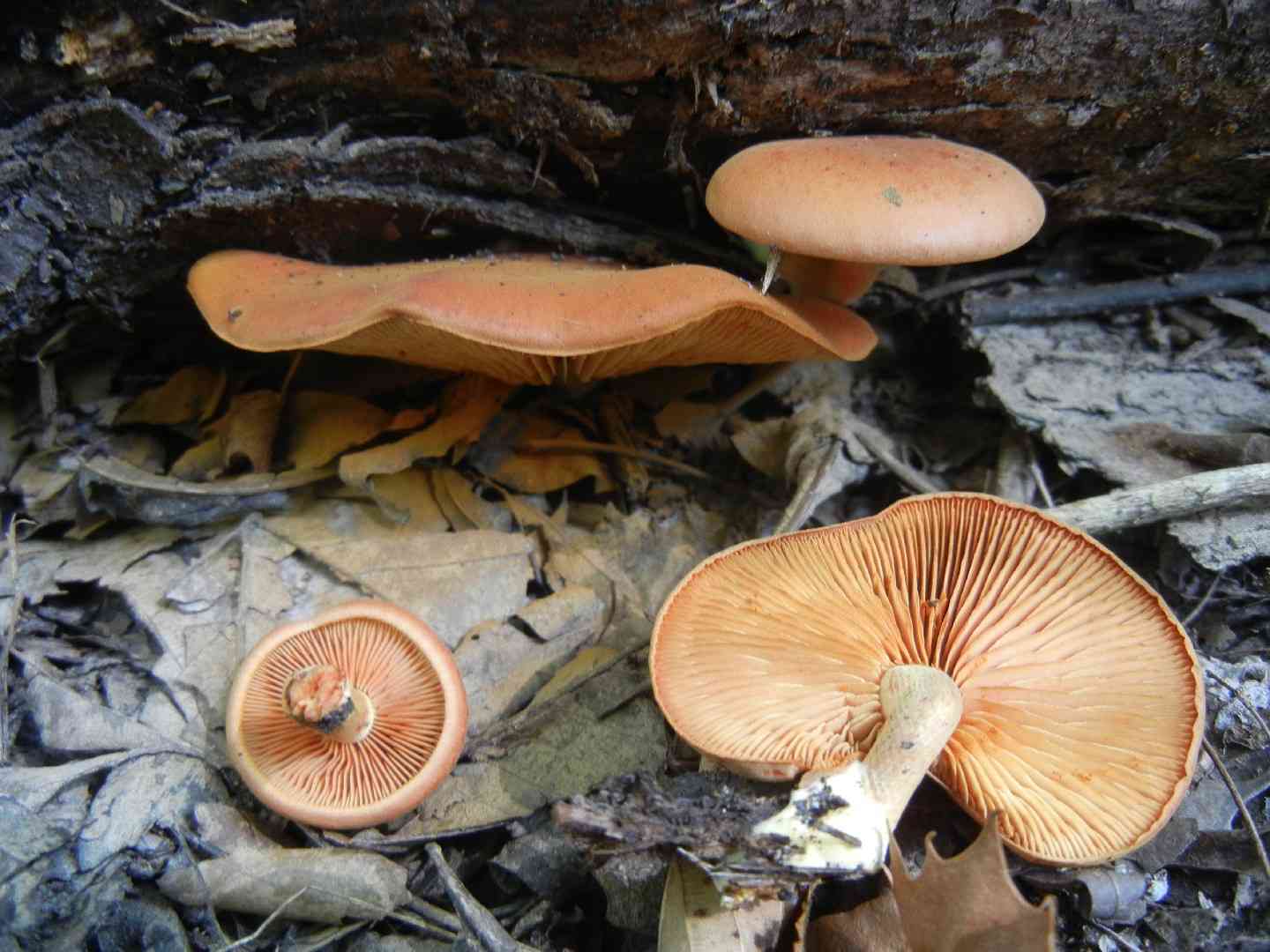 Gymnopilus liquiritiae (Gymnopilus liquiritiae) thumbnail 3