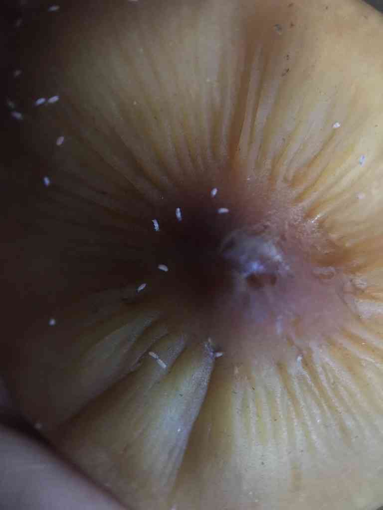 Redwood rooter (Caulorhiza umbonata) thumbnail 2