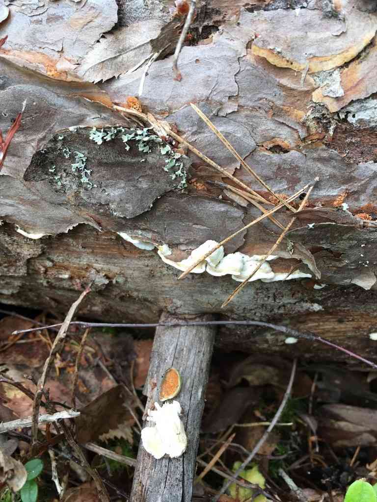 Rusty crust (Skeletocutis amorpha) thumbnail 1