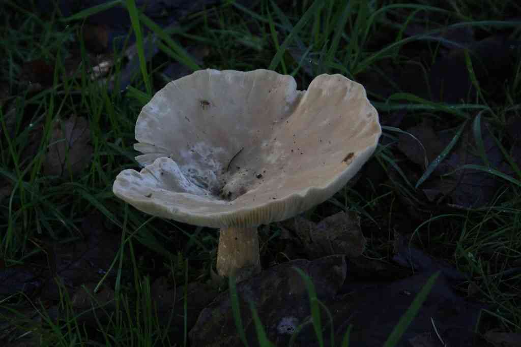 Trooping funnel (Infundibulicybe geotropa) thumbnail 2