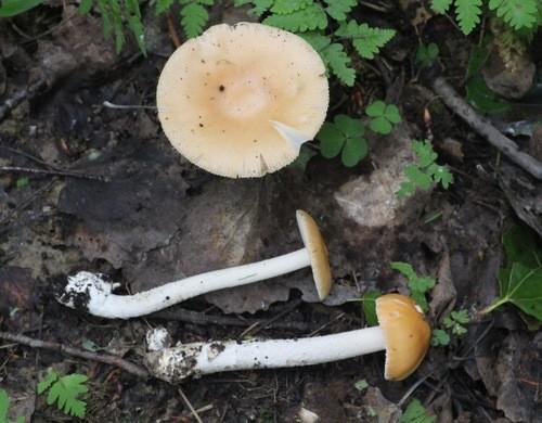 Saffron ringless amanita