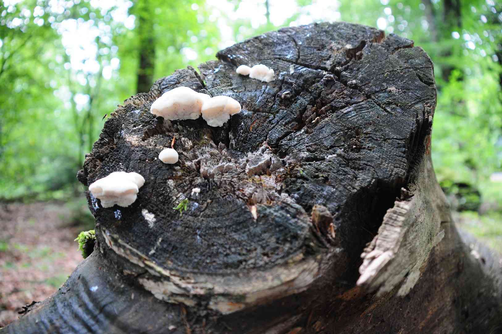 Bitter bracket (Postia stiptica) thumbnail 1