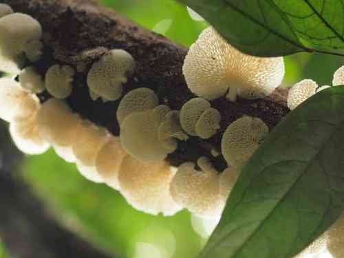 Hexagonal-pored polypore (Neofavolus alveolaris) thumbnail 3